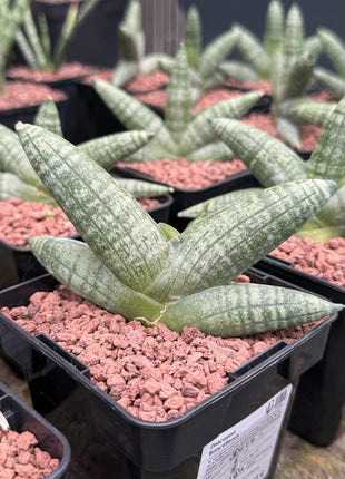 Dracaena (Sansevieria) "Boncellensis" 'S' and 'M' and 'L'