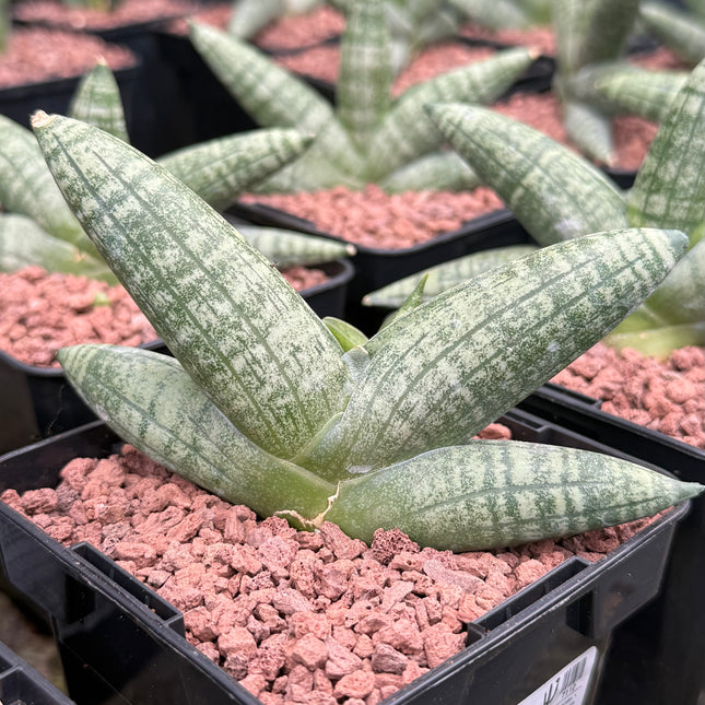 Dracaena "Boncellensis"