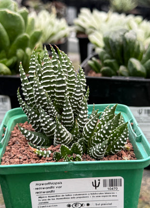 Haworthiopsis reinwardtii var. reinwardtii