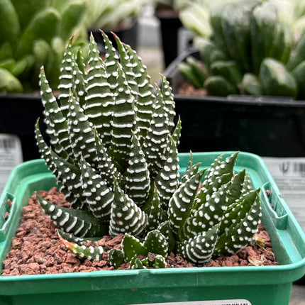 Haworthiopsis reinwardtii var. reinwardtii