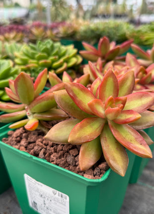 Sedum adolphii ‘Firestorm!