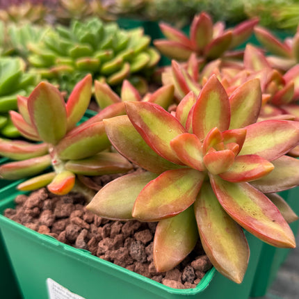 Sedum adolphii 'Firestorm!