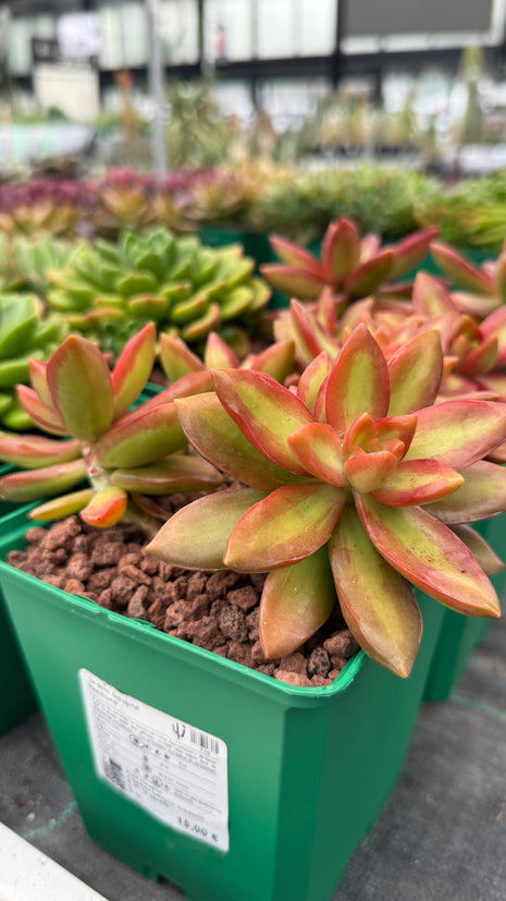 Sedum adolphii ‘Firestorm!
