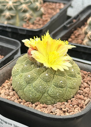 Copiapoa hypogaea ‘Lizard Skin’