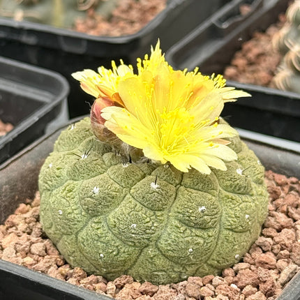 Copiapoa hypogaea ‘Lizard Skin’