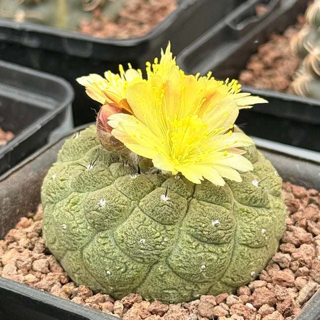 Copiapoa hypogaea ‘Lizard Skin’