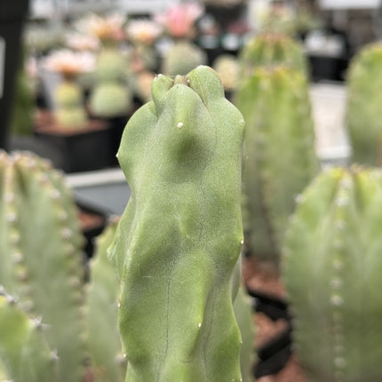 Lophocereus schottii monstruosa f. Slim
