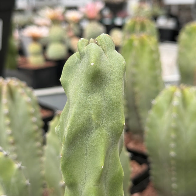 Lophocereus schottii monstruosa f. Slim