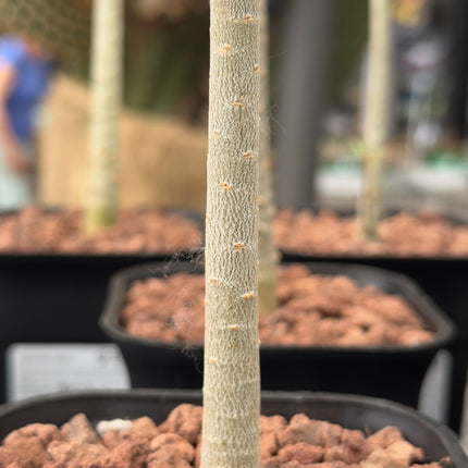 Euphorbia balsamifera