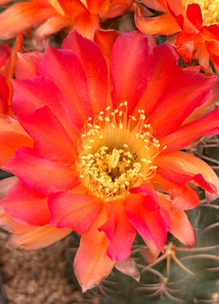 Echinocereus ferreirianus v. lindsayi