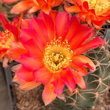Echinocereus ferreirianus v. lindsayi