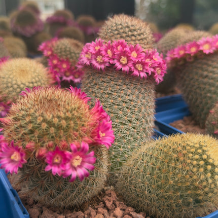 Mammillaria spinosissima var. pilcayensis