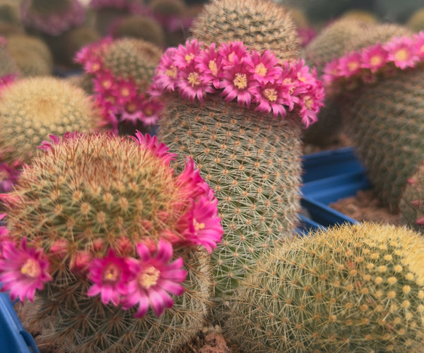 Mammillaria spinosissima var. pilcayensis – DesertSTORE.es