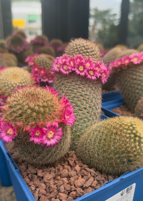 Mammillaria spinosissima var. pilcayensis