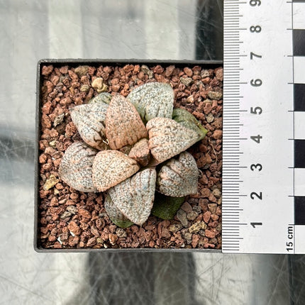 Haworthia picta var. tricolor