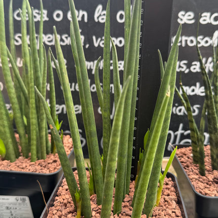 Dracaena (Sansevieria) ‘Mikado’