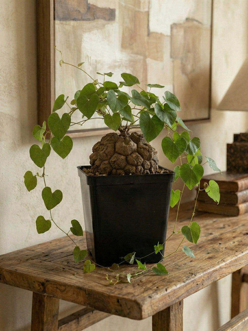 Dioscorea elephantipes “Planta Tortuga”