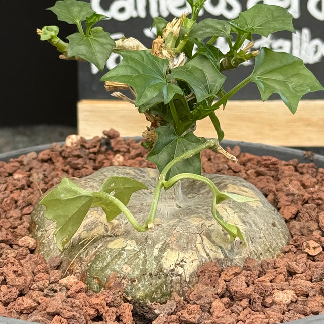 Gerrardanthus macrorhizus