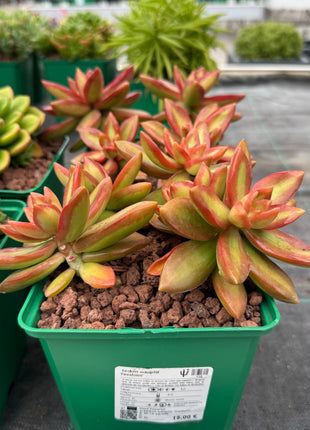 Sedum adolphii ‘Firestorm!