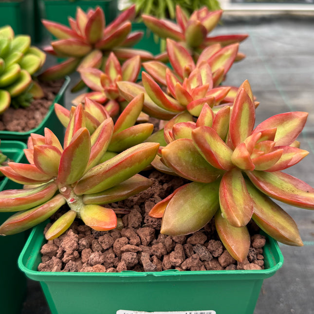 Sedum adolphii ‘Firestorm!