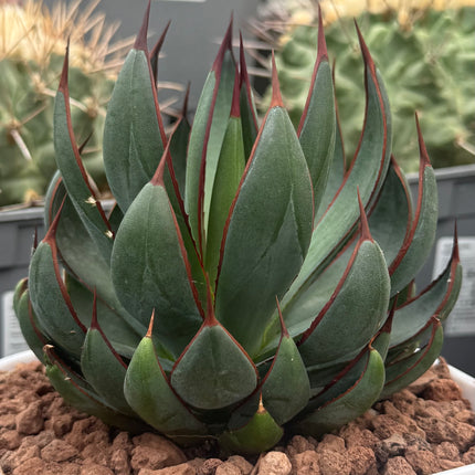 x Mangave 'Betende Hände'