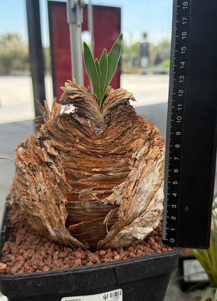 Boophane haemanthoides