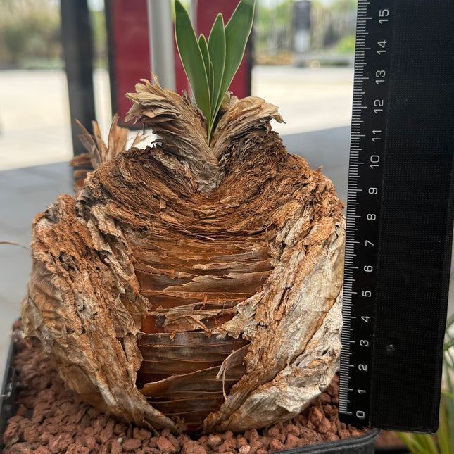 Boophane haemanthoides