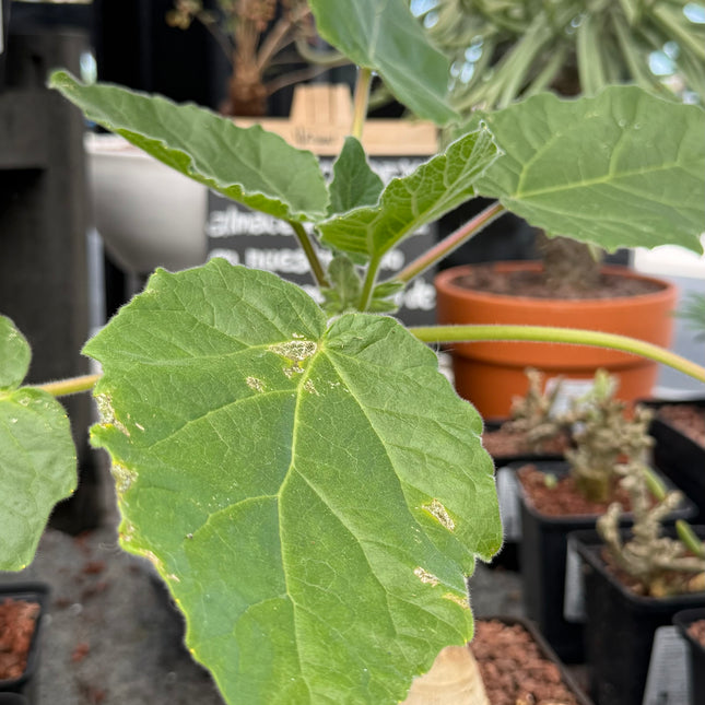 Uncarina roeoesliana