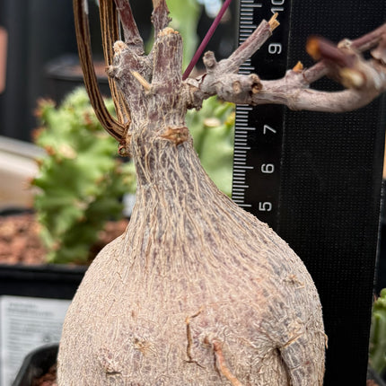 Petopentia natalensis