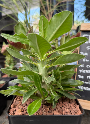 Pachypodium saundersii