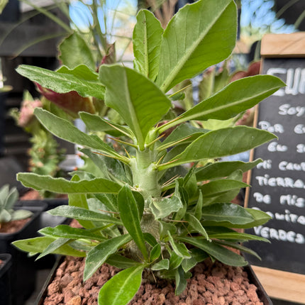 Pachypodium saundersii