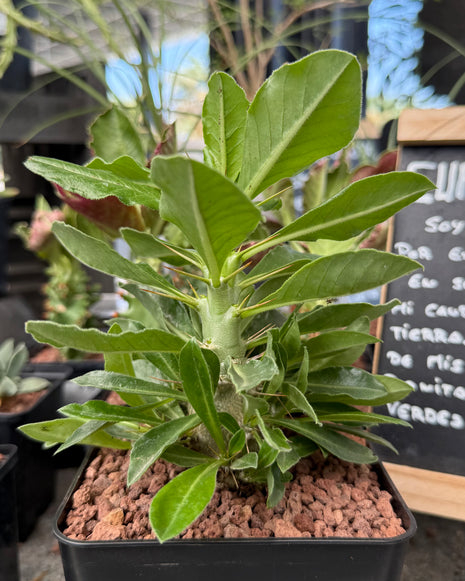 Pachypodium saundersii