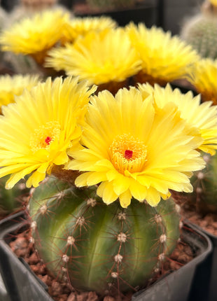 Notocactus ottonis var. rubispinus