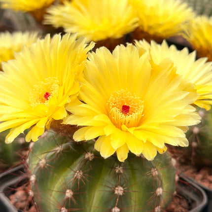 Notocactus ottonis var. rubispinus