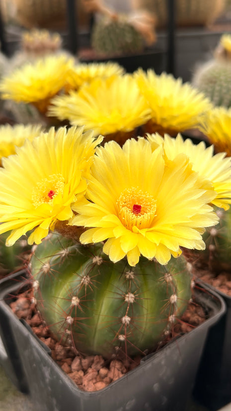 Notocactus ottonis var. rubispinus