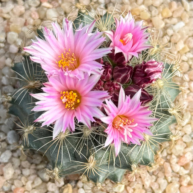 Gymnocactus knuthianus