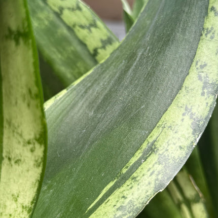Dracaena ‘Silver Flame’