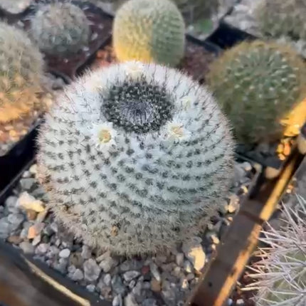 Mammillaria chionocephala