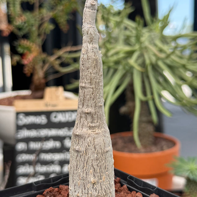 Coccinia mildbraedii