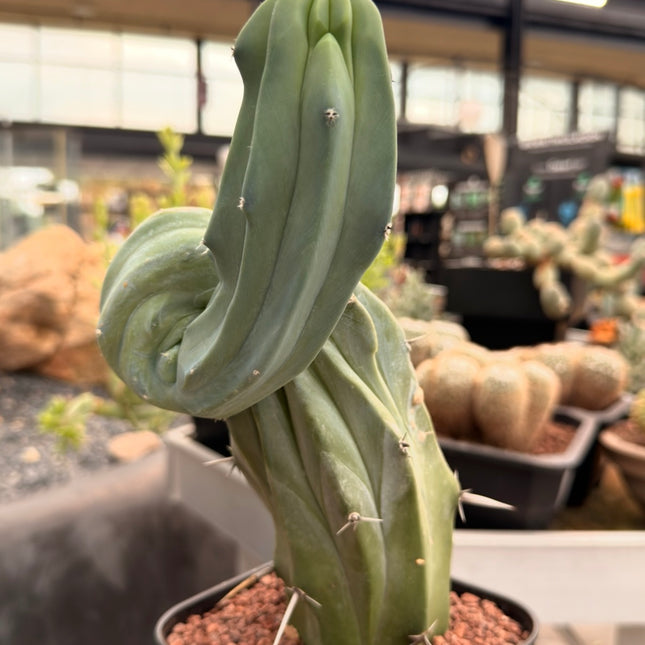 Myrtillocactus geometrizans f. cristata | Ejemplar Único