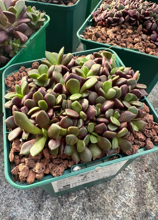 Anacampseros cv. Sunrise