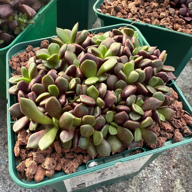 Anacampseros cv. Sunrise