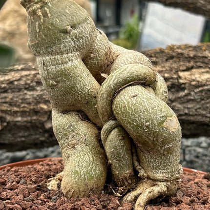 Pachypodium succulentum