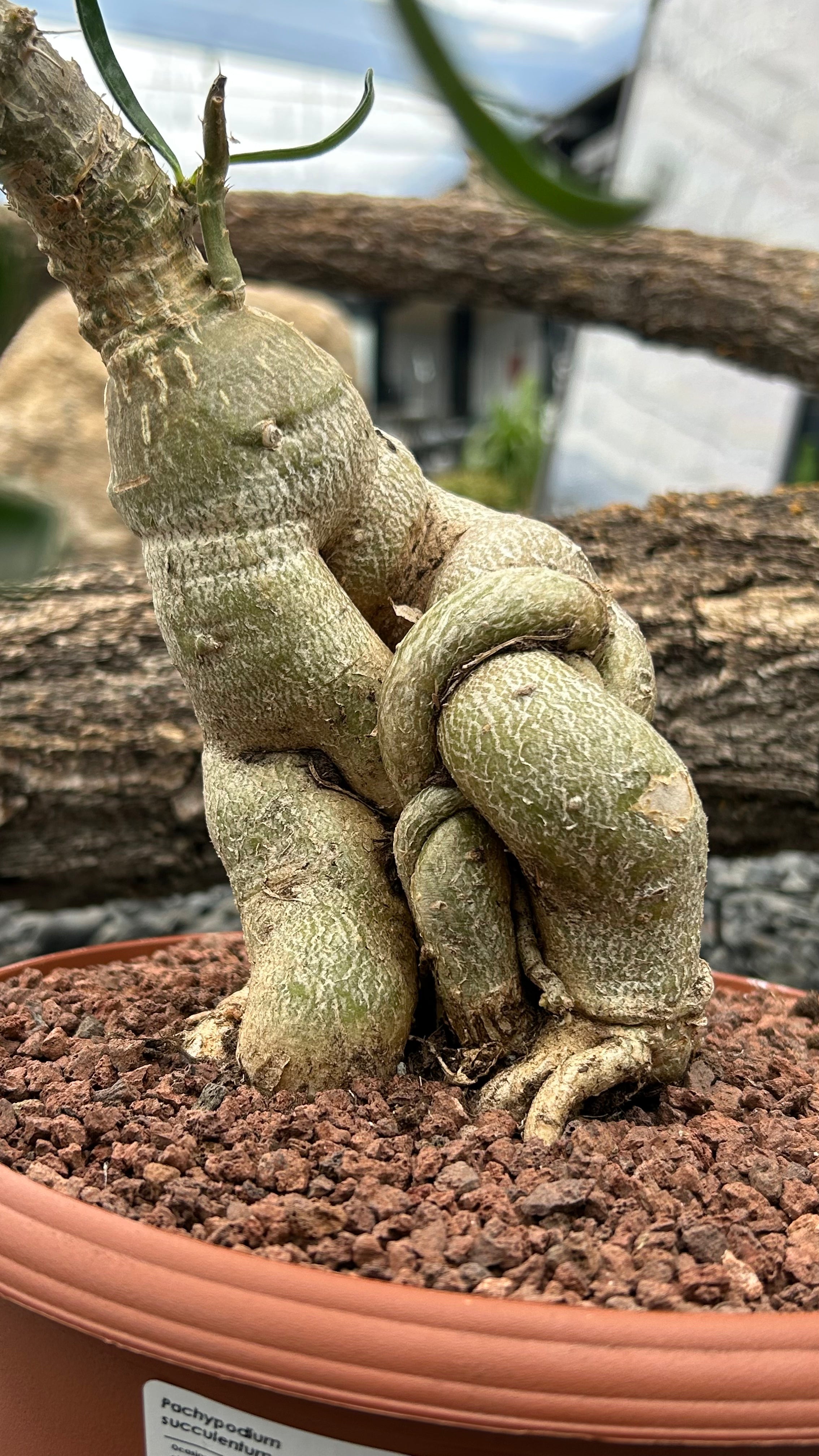 pachypodium succulent Pachypodium succulentum – DesertSTORE.es