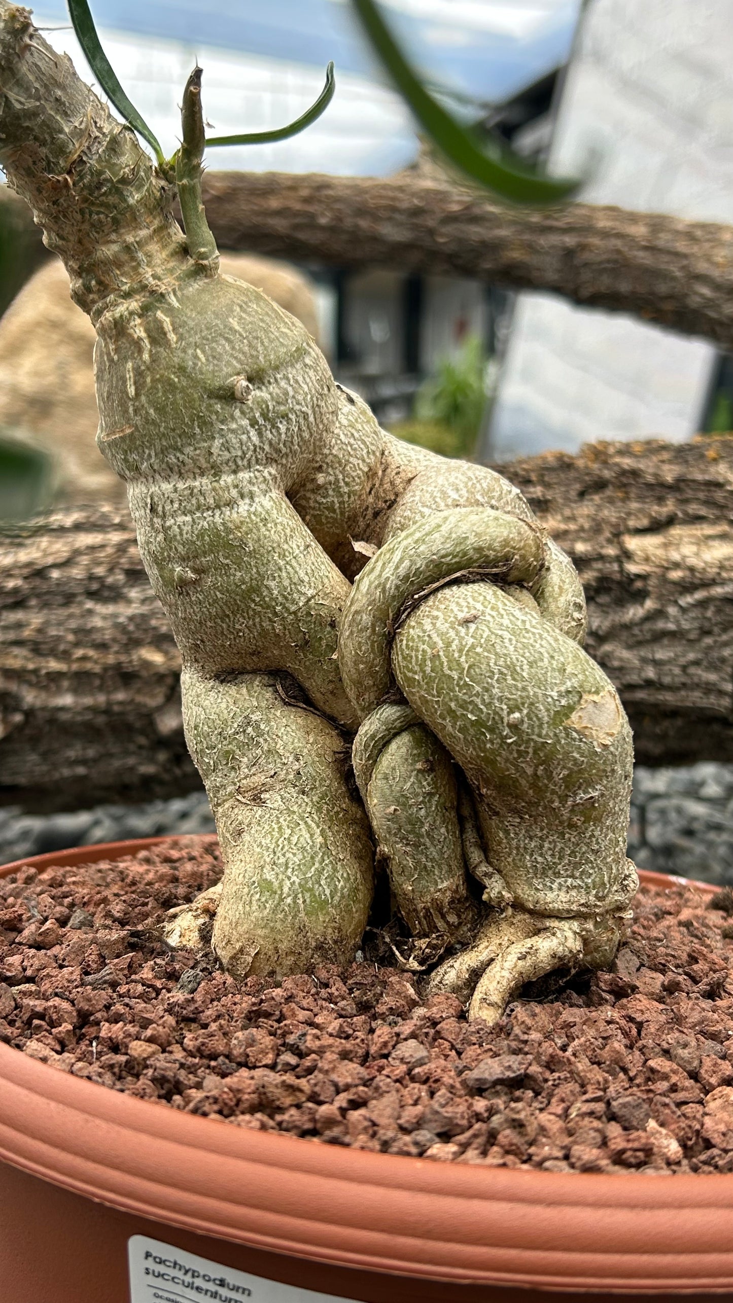 Pachypodium succulentum