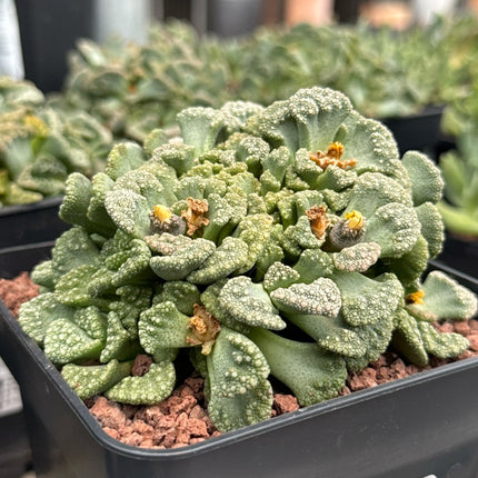 Titanopsis calcarea