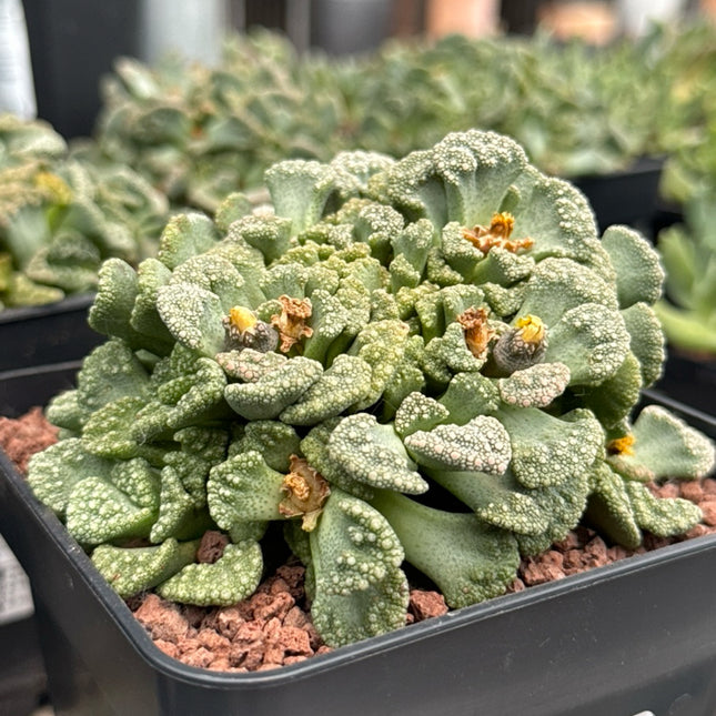 Titanopsis calcarea