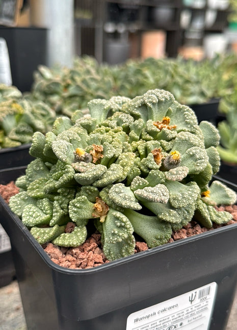 Titanopsis calcarea