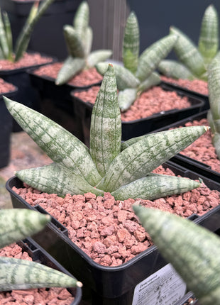 Dracaena (Sansevieria) "Boncellensis" 'S' and 'M' and 'L'