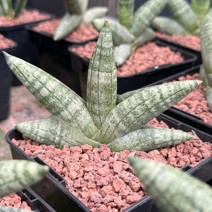 Dracaena "Boncellensis"